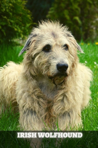 Irish Wolfhound