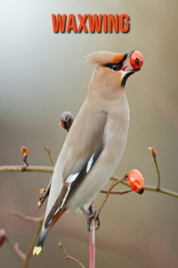 Waxwing