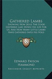 Gathered Lambs