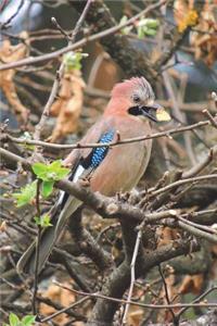 Brown Jay Bird Journal