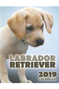 Labrador Retriever 2019 Calendar