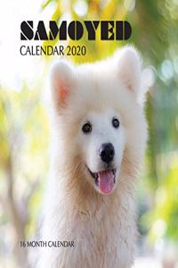 Samoyed Calendar 2020