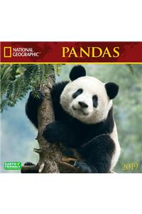 Cal 2019 National Geographic Pandas