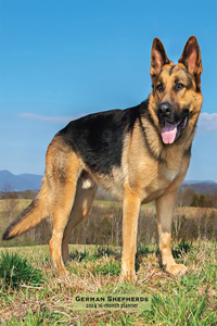 German Shepherds 2024 Engagement