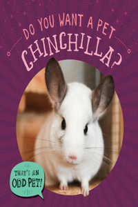 Do You Want a Pet Chinchilla?