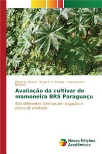 Avaliação da cultivar de mamoneira BRS Paraguaçu