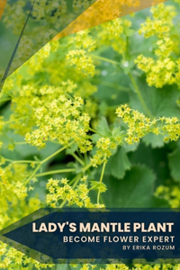 Lady's Mantle Plant