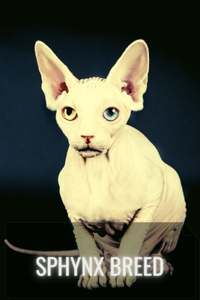 Sphynx breed