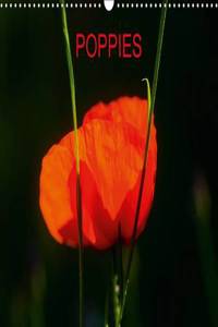 Poppies / UK-Version 2015