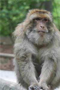 Rhesus Monkey Journal