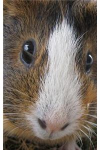 Guinea Pig In Your Face