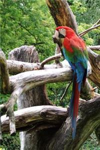Cool Colorful Parrot in a Tree Tropical Bird Journal