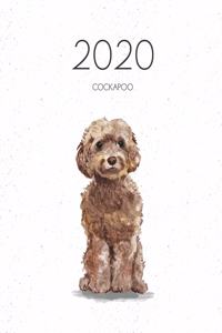 2020 Cockapoo