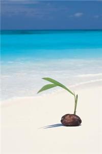 A Coconut Palm Seedling on the Beach Journal