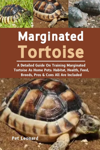 Marginated Tortoise