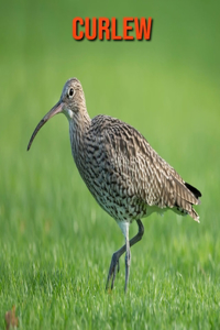 Curlew