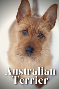 Australian Terrier