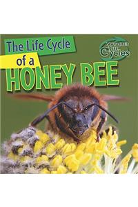 Life Cycle of a Honeybee