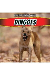 Dingoes