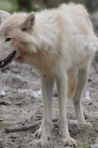 MindBlowing Wolf Journal 18