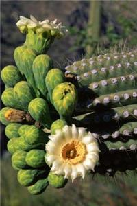 Saguaro Cactus Flower Tucson Arizona Journal