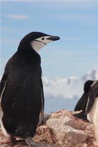 An Oh So Cute Chinstrap Penguin Portrait Journal
