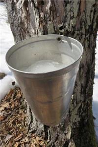 Silver Bucket on a Maple Tree to Collect Sap for Maple Syrup Journal