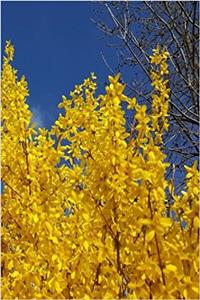 Journal Yellow Forsythia Bush Flowers