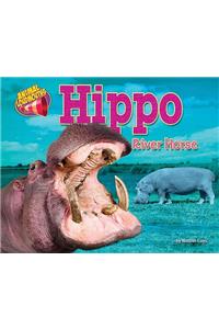 Hippo