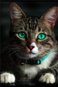 Notizbuch Katze mit türkische Augen