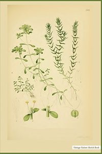 Nature Sketch Book