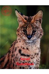 Serval Sketchbook