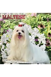 Maltese 2021 Square Foil