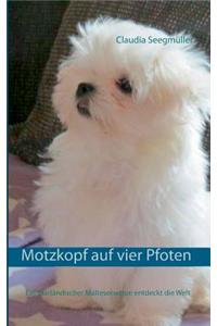 Motzkopf auf vier Pfoten