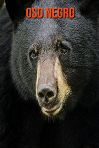 Oso negro
