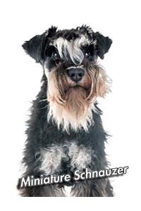 Miniature Schnauzer