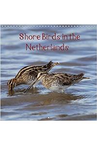 Shore Birds in the Netherlands 2018