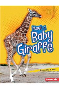 Meet a Baby Giraffe
