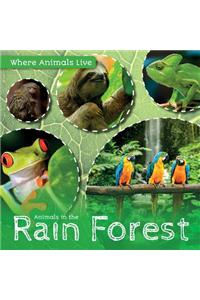 Animals in the Rain Forest