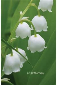 Lily Of The Valley