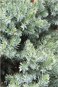 Journal Spruce Evergreen Bush Needles