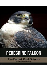Peregrine Falcon: Fun Facts & Cool Pictures
