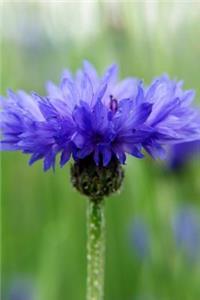 Bluish Purple - Blank Notebook