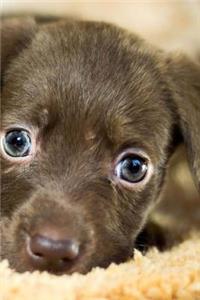 Puppy Adoption Notebook
