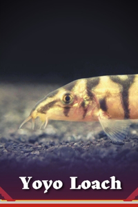 Yoyo Loach