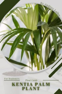 Kentia palm plant