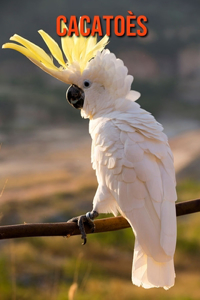 Cacatoès