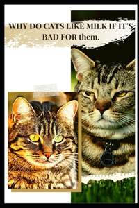 WHY DO CATS LIKE MILK IF IT'S BAD FOR thеm.
