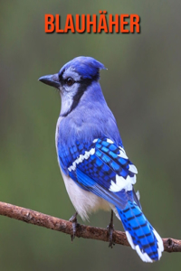 Blauhäher