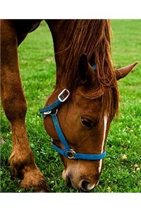 Horse Photo School Composition Book Equine Grazing Chestnut with Stripe